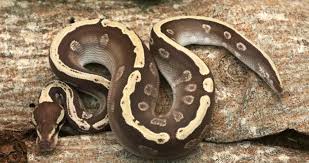 Learn More About Ball Python Snakes Snake Country