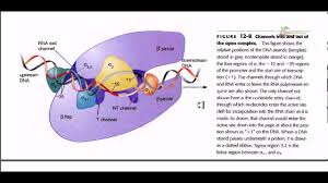 Bacteria have a single cellular rna polymerase (rnap), whose 'holoenzyme' form has five subunits: Rna Polymerase Detail Youtube