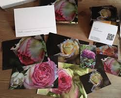 Let's show the world you're back, and you mean business. Moo Business Cards And Postcards Watercolor Oil Paintings Of Roses And Flowers Dvds Online Videos Free Lessons