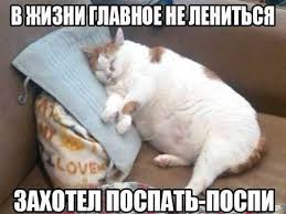 обои на телефон с надписью не трогай мой телефон если ты не Prikolnye Koty Foto S Nadpisyami Smeshnye Kotyata Smeshno Veselye Sobaki