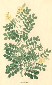 Image result for Senna italica