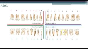 world dental federation fdi charting system youtube