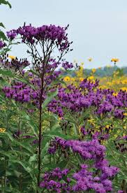 Image result for Vernonia myriantha