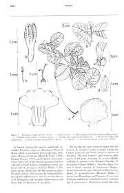 Image result for Bonamia mossambicensis