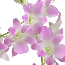 Maybe you would like to learn more about one of these? Sakura Dendrobium Orchids Cheap Flowers For Sale Globalrose