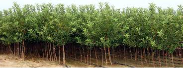 Za više detalja o sortama na akciji pogledajte ovde. Prodaja Sadnice Voca I Lozni Kalemovi