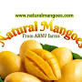 Natural Mangoes Chennai from farmernear.me