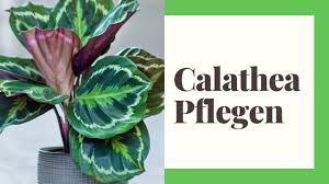 While these plants are not complicated for most to keep indoors, they do require humidity, regular watering, and must be kept from direct sunlight. Calathea Pflegen So Einfach Geht S Youtube