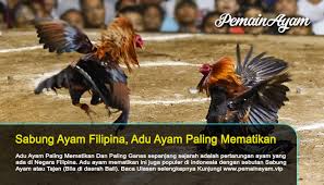 Download now peternakan farm ayam terbaik ayam philipin. Gambar Ayam Philipina Ayam Aduan Super Dari Filipina Budidaya Tani Ayam Filipin Terkuat Dan Tercepat 2020