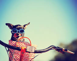 Fahrradkorbe Fur Hunde Berlin City Dogs