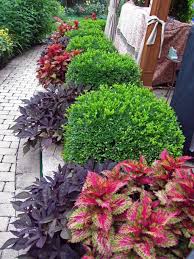 Purple Heart Mingled With Boxwood And Coleus Backyard Landscaping Designs Yard Landscaping Front Yard