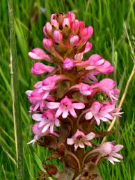 Image result for Satyrium hallackii