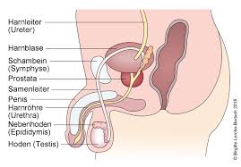 Prostatitis Chronische Deximed