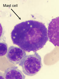 Image result for Mast Cell