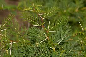 Image result for Acacia xanthophloea