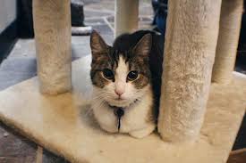 In the meantime, it will keep regular hours for cat visits, shopping, and events. Cats And Coffee Pittsburgh Joins Growing Cat Cafe Trend