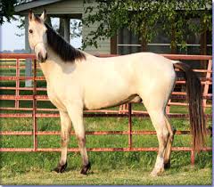 Buckskin · west monroe, la. Holmes Farm Missouri Breeders Of Tennessee Walking Horses Buck S Mindbender Is For Sale