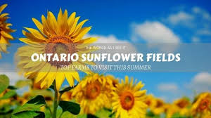 To keep birds and squirrels from getting the seed, you'll need to cover the flower heads with garden fleece, cheesecloth. 10 Stunning Sunflower Fields In Ontario That Are Picture Perfect