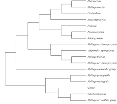 Image result for Lophiocarpus latifolius