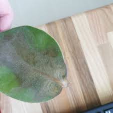 Image result for Carissa tetramera