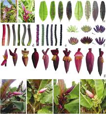 Image result for Musa sp. (Ornamental bananas)