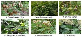Image result for Dialium holtzii