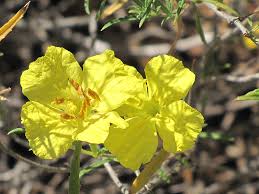 Image result for Vepris drummondii