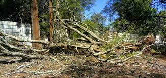 Maybe you would like to learn more about one of these? O Xrhsths Friends Of Karura Sto Twitter Old Dying Exotic Trees Risk To Walls And Electric Fences That Ensure Karuraforest Boundary Security Photo Kplc Powerlines Also At Risk Increasing Dryseason Fire Hazard