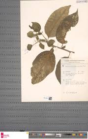 Image result for Erythrococca atrovirens