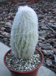 Let it sit a week or two and then only water a very small amount. Old Man Cactus Buy It Now Plants Cactus Cactus Plants