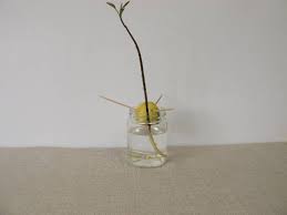 The three common varieties of avocado fruit in the united states are the west indian (persea americana var. Avocado Tree Not Producing Fruit 9 Common Reasons And What To Do Thriving Yard