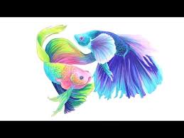 Read rainbow fish from the story my betta fish and tetra by thepeacefulbutterfly (jojo) with 8 reads. Magical Monday Rainbow Betta Fish Youtube