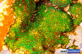 Image result for Microcoelia corallina