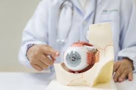 Image result for Cornea