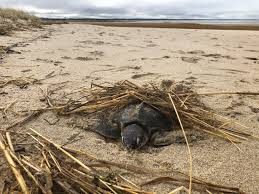 For Sea Turtles Cape Cod Bay Can Be A Deadly Trap In The
