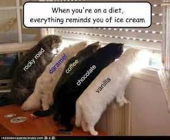 16 Times Animals Were Quite Obsessed About Their Ice Cream Memes Funny Cat Memes Cute Funny Animals Funny Animals