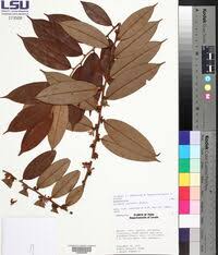 Image result for Xylopia odoratissima