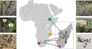 Image result for Helichrysum silvaticum