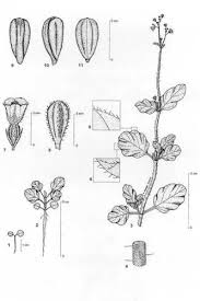 Image result for Boerhavia diffusa
