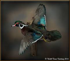 Wood Duck Wood Duck Mounts Duck Mount Wood Ducks