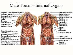 How to draw male torsos. Male Torso Anatomy Organs