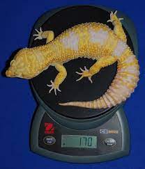 One male can breed with up to seven females. How To Breed Leopard Geckos 6 Steps Instructables