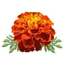 Hi guys, do you know of any websites to buy marigold flowers? Roja Flor De Cempasuchil Tagetes Patula Aisladas Sobre Fondo Blanco Marigold Tattoo Marigold Flower October Birth Flowers