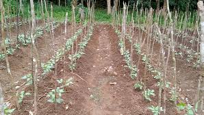 Sekali lagi, bahwa tanaman kacang panjang dapat tumbuh di daerah mana saja atau iklim apapun. Pengendalian Hama Ulat Daun Pada Tanaman Kacang Panjang Kampustani Com