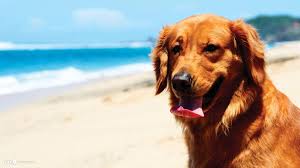 Maybe you would like to learn more about one of these? Golden Retriever Wallpapers Wallpaper Cave