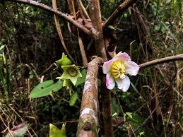 Image result for Bellucia pentamera