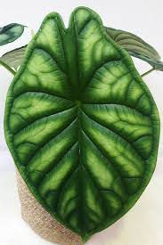 These have some of the most unique foliage of any plants in the. Alocasia Dragon Scale Grunpflanzen Pflanzen Der Palmenmann