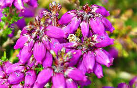 Bell Heather Purple Heather Erica Cinerea Western Isles Wildflowers Pink Flowers Of The Hebrides