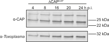 Mungkin ada yang penasaran dengan besaran gaji abdi negara ini. Differential Requirements For Cyclase Associated Protein Cap In Actin Dependent Processes Of Toxoplasma Gondii Elife