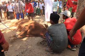 Ada dua cara penyembelihan hewan yaitu dengan cara tradisional dan mekanik. Apa Perbedaan Aqiqah Dan Qurban Simak Penjelasan Ini